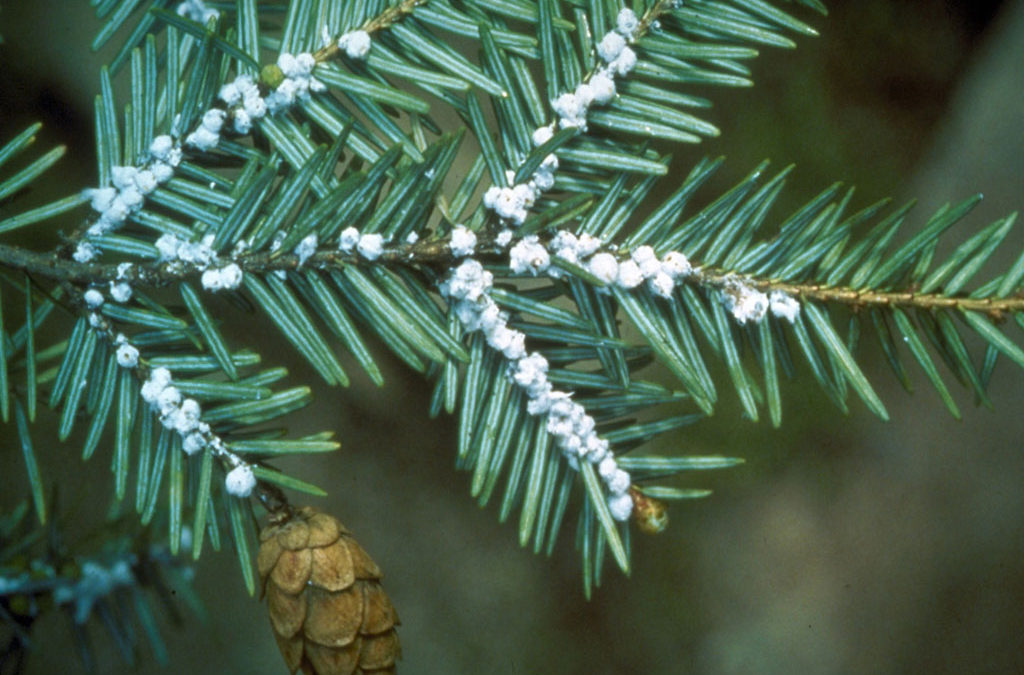 Winter Is Time to Watch for Woolly Adelgids on Montreat Hemlocks