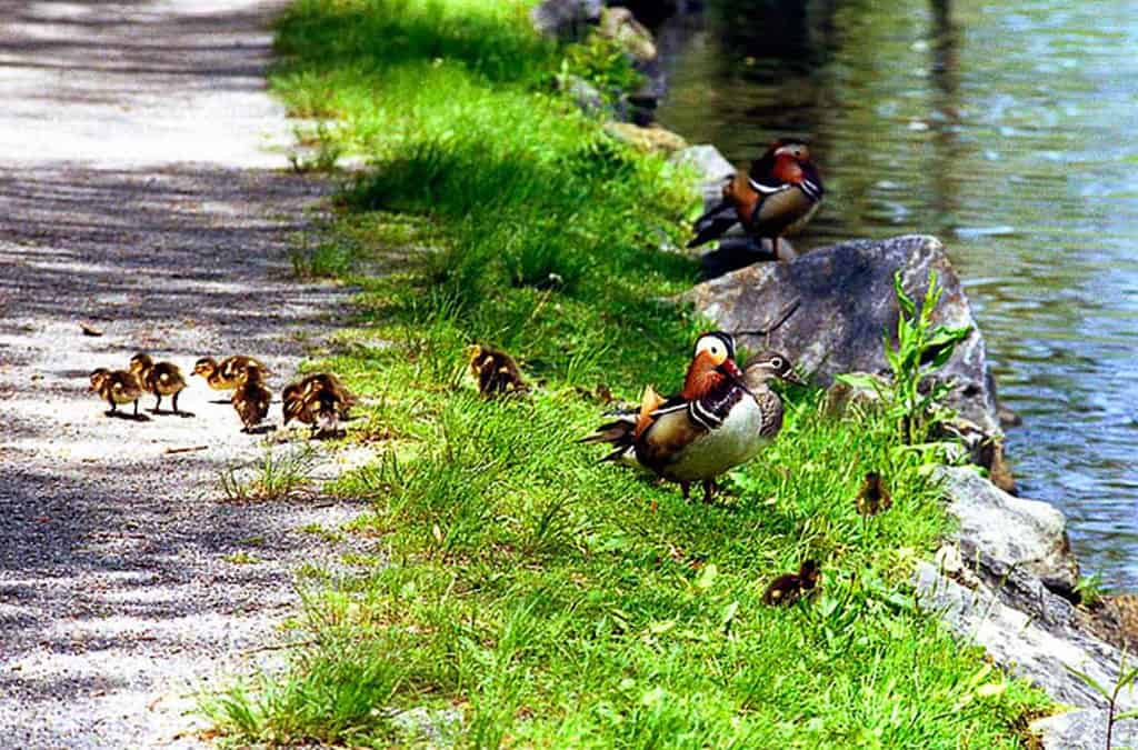 Certified Wildlife Habitat