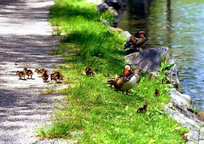 Certified Wildlife Habitat