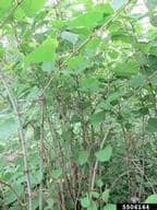 japanese-knotweed