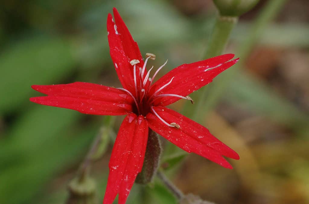 Native & Invasive Plant Species