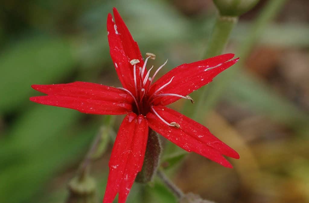 Montreat Springtime Bounty Includes Arbor Day, Native Plants, ecoEXPLORE