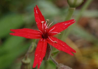 Native & Invasive Plant Species