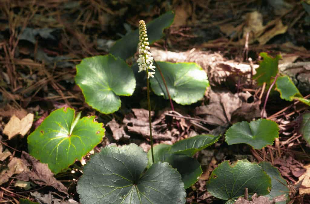 Galax Protection