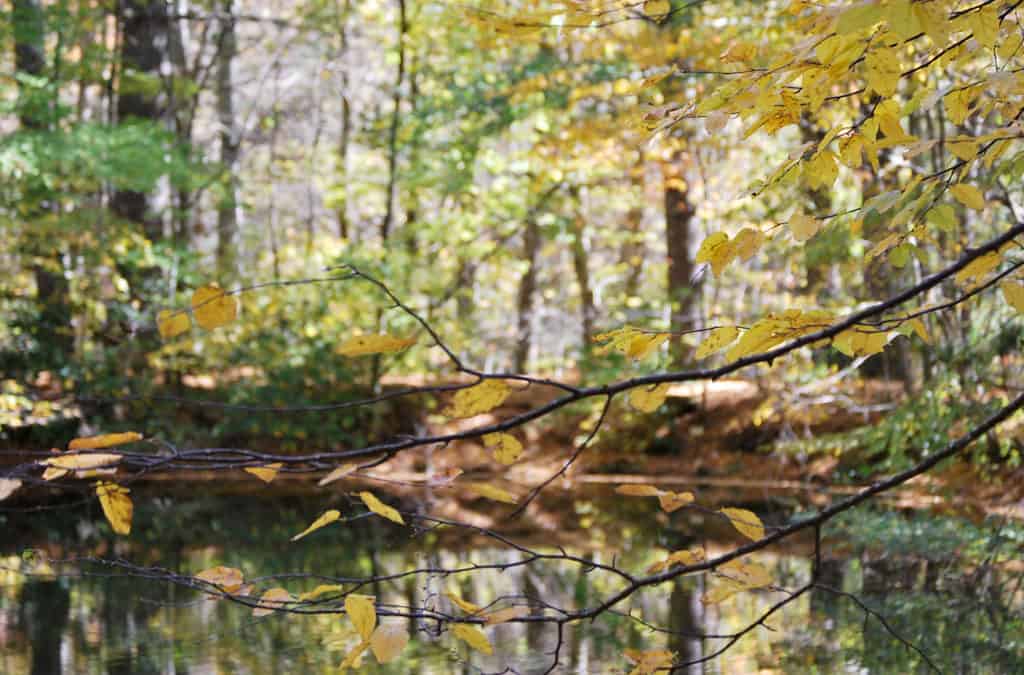 Walk Jones Wildlife Sanctuary