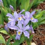 Master Gardeners, Forest Service and Arboretum Experts Answer Questions at Landcare April 29 Event
