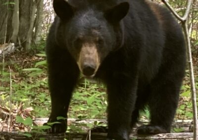 Black Bear