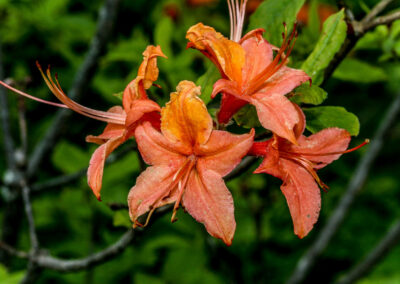 Rhododendron calendulaceum, Flame Azalea (MTS Greybeard)