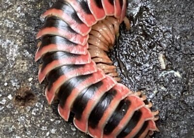 Flat Backed Millipede