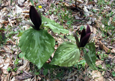 Trillium cuneatum, Little Sweet Betsy or Toadshade Trillium