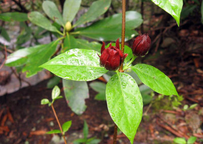 Calycanthus floridus var glaucus, Sweet Shrub (Elizabeth's Path)